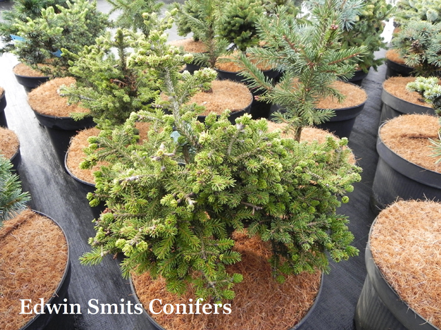 Picea maxicowiczii 'Bedgebury Dwarf'